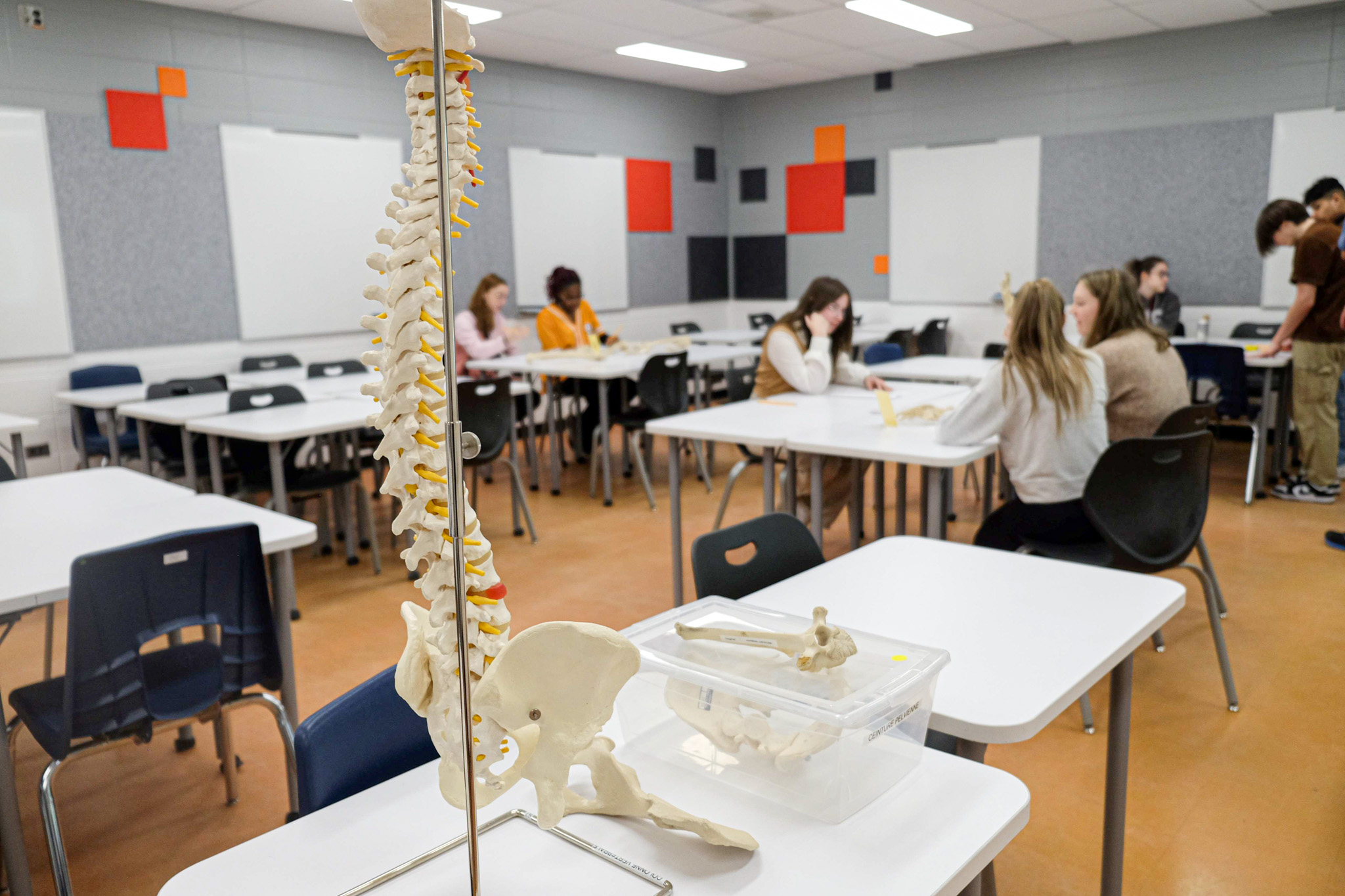 squelette humain de la colonne vertébrale dans un cours de science
