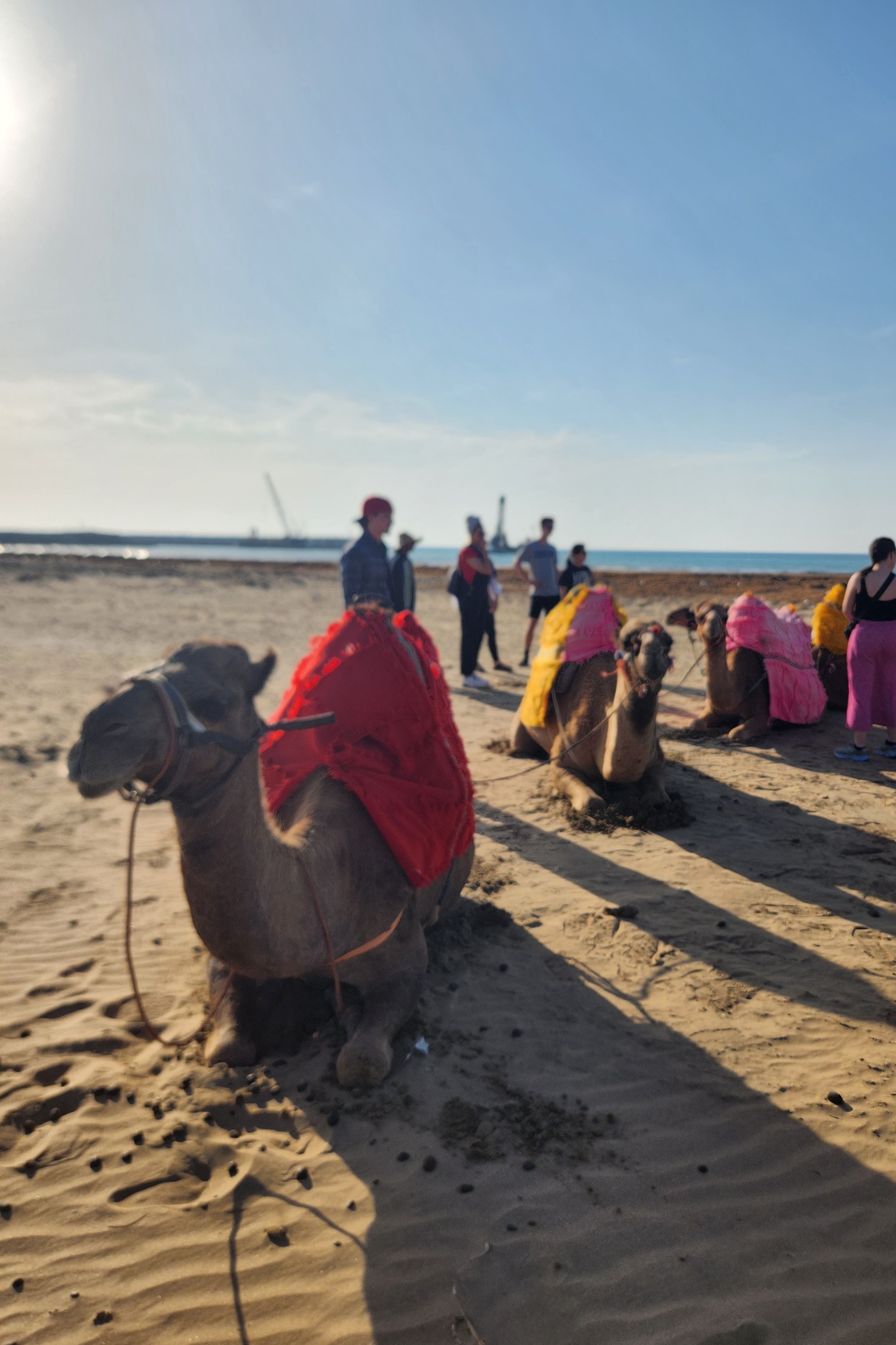 excursion en chameau sur la plage