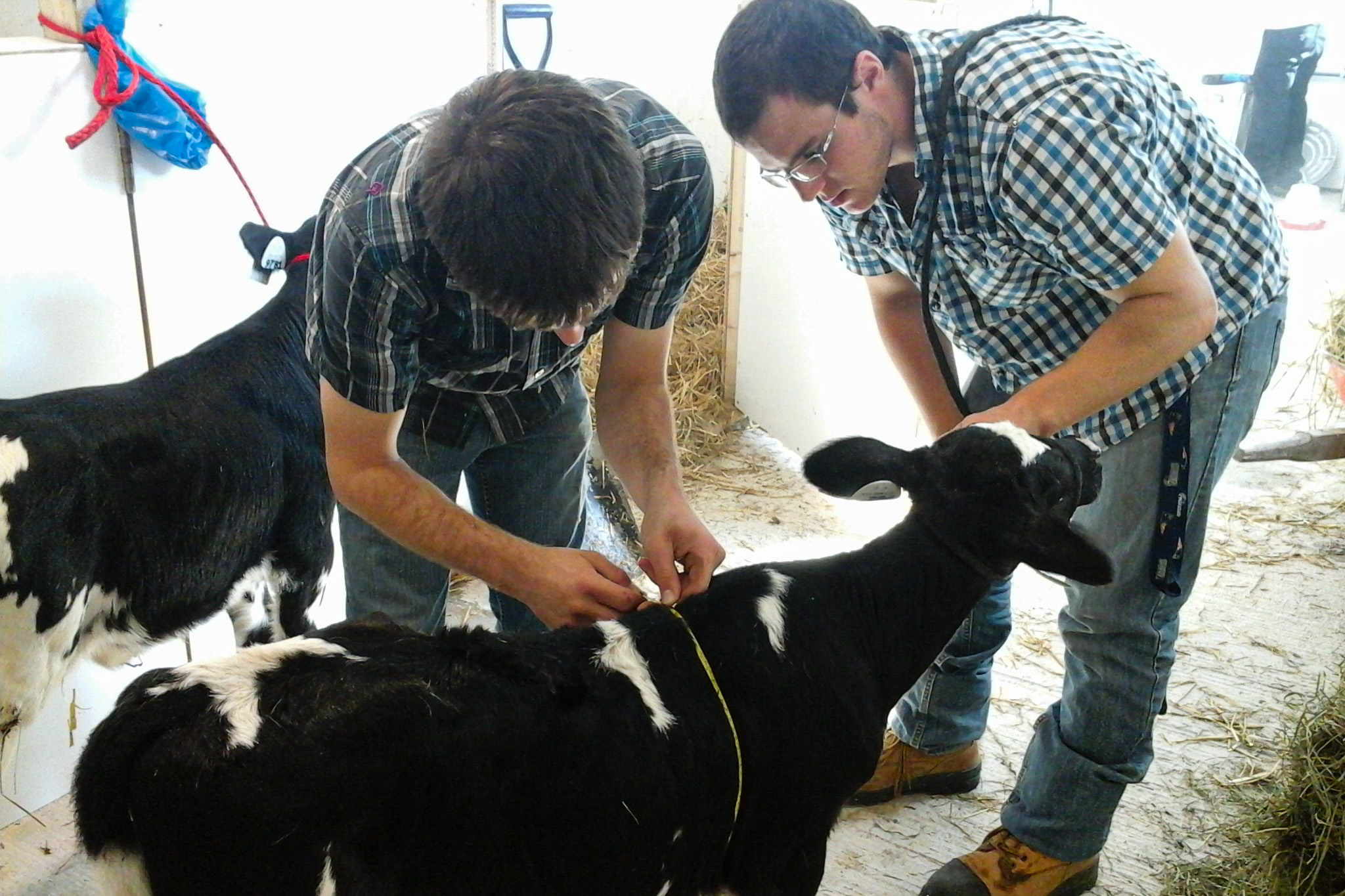 étudiants-veaux-gestion-technologies-entreprise-agricole