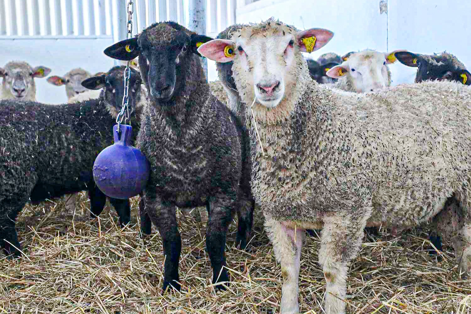 moutons-gestion-technologies-entreprise-agricole
